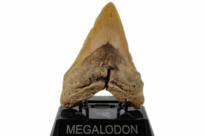 Fossil Megalodon Tooth - North Carolina #199706